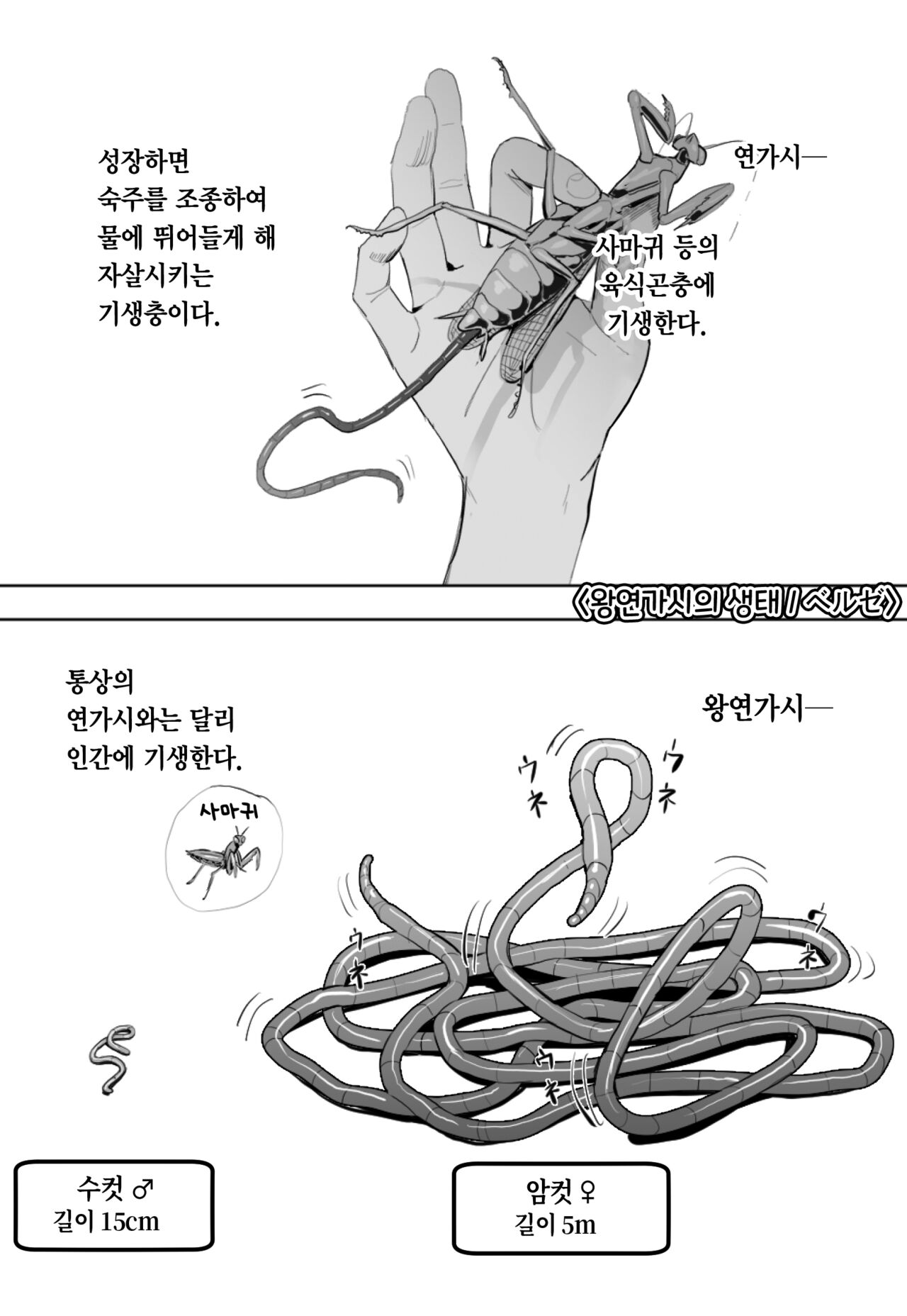 Oohariganemushi no Seitai | 왕연가시의 생태 page 2 full