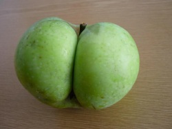 Granny Smith Apple